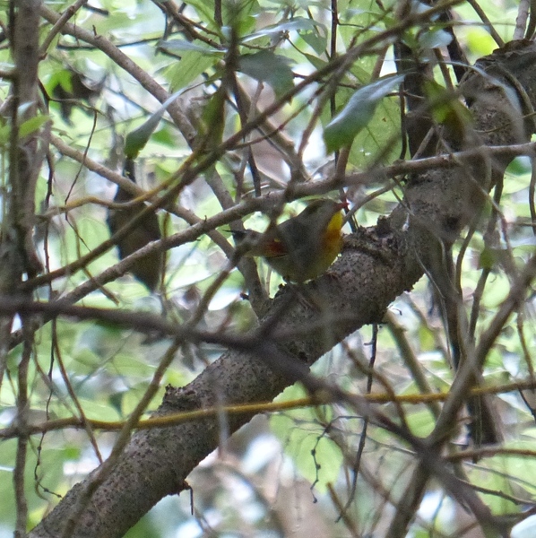 Red-billed Leiothrix